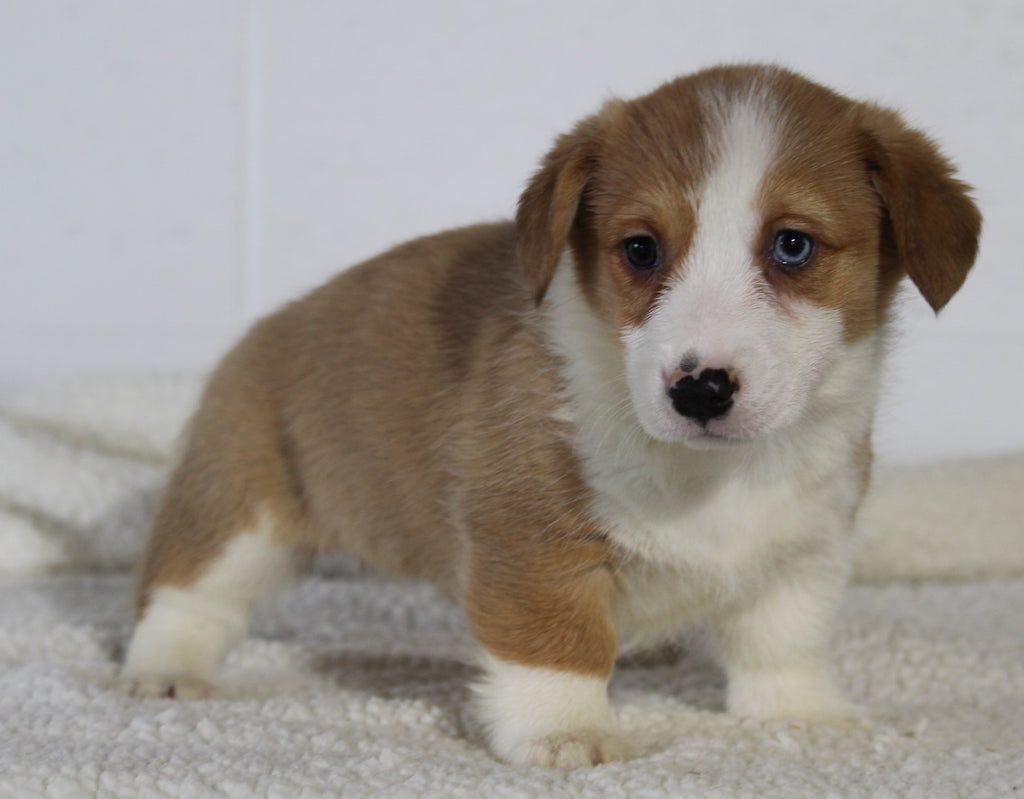 AKC Registered Pembroke Welsh Corgi For Sale Millersburg OH Female-Ava ...