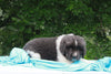 AKC Newfoundland For Sale Millersburg OH-Male Teddy