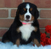 AKC Registered Bernese Mountain Dog For Sale Sugarcreek OH Female -Candi