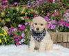 Goldendoodle For Sale Sugarcreek OH Male-Charley