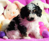 Cavapoo For Sale Millersburg OH Female-Abby