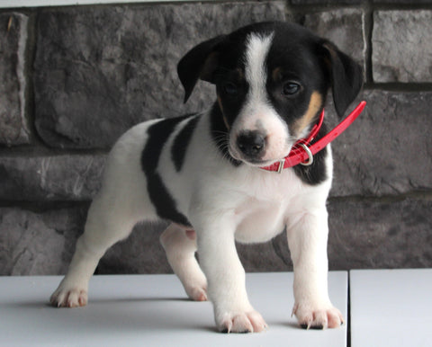 Jack Russel For Sale Millersburg OH Male-Alex