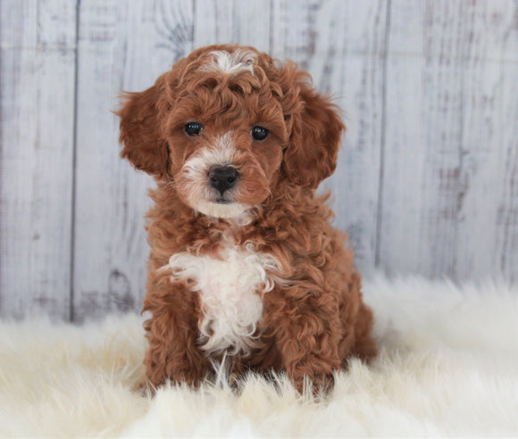 ICA Registered Miniature Poodle For Sale Dundee, OH Male- Parker