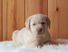 AKC Registered Labrador Retriever For Sale Fredericksburg, OH Female- Diana
