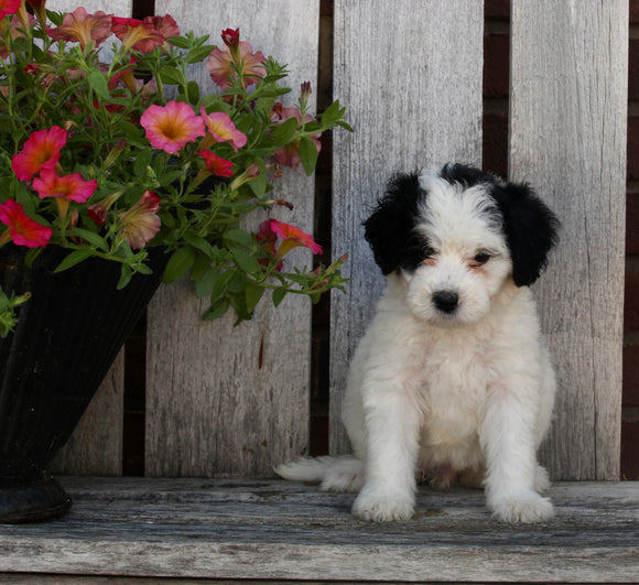 Mini Bernedoodle For Sale Sugarcreek OH Female-Emma