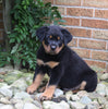 AKC Registered Rottweiler For Sale Shreve OH Male-Chief