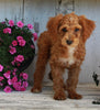 Mini Poodle For Sale Millersburg OH Male-Rockstar