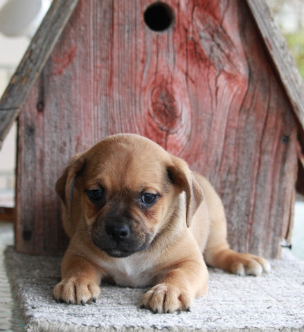 Puggle For Sale Sugarcreek OH Male -Ace