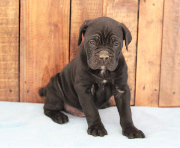 AKC Registered Cane Corso For Sale Wooster, OH Male- Duke