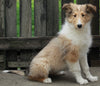 AKC Registered Collie (Lassie) For Sale Fredericksburg, OH Female- Mia