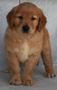 AKC Registered Golden Retriever For Sale Millersburg OH -Female Mandie