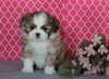 Shih Tzu For Sale Millersburg, OH Female- Carmel *House Trained*