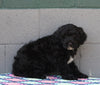 AKC Registered Portuguese Water Dog For Sale Fredricksburg OH Male-Ellis