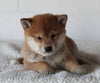 AKC Registered Shiba Inu For Sale Millersburg OH Female-Basil