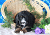 Bernedoodle For Sale Sugarcreek, OH Male- Rocky