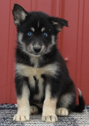 Pomsky Puppy For Sale Wooster OH-Female Sophie