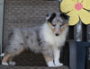 Collie Lassie For Sale Fredricksburg OH Female-Roxanne