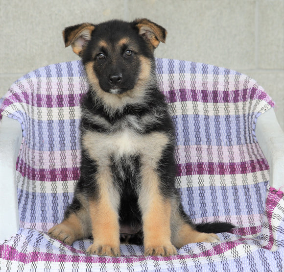 AKC Registered German Shepherd For Sale Sugarcreek, OH Female- Daisy