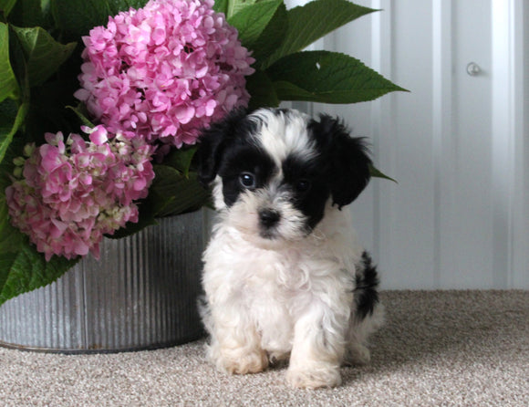 Shih-Poo For Sale Dundee OH Male-Riley