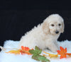 Medium F1B Labradoodle For Sale Millersburg OH Male-Henry