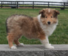 Collie (Lassie) For Sale Fredricksburg , OH Bertha