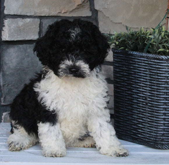 AKC Registered Moyen Poodle For Sale Wooster OH Female-Alexa
