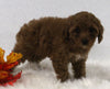 Cavapoo For Sale Holmesville OH Female-Ginger