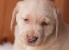 AKC Registered Labrador Retriever For Sale Fredericksburg, OH Female- Diana