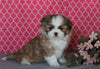 Shih Tzu For Sale Millersburg, OH Female- Carmel *House Trained*