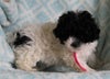 Shih-Poo For Sale Applecreek OH Female-Daisy