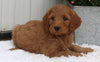 Standard Goldendoodle For Sale Shreve OH Male-Rusty