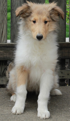 AKC Registered Collie (Lassie) For Sale Fredericksburg, OH Female- Molly