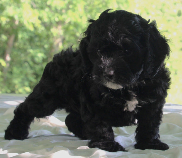 Cockapoo For Sale Dundee For Sale Male-Merlin
