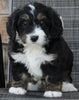 Mini Bernedoodle For Sale Mt Hope OH Male-Charger