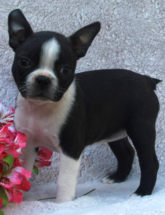 AKC Registered Boston Terrier For Sale Warsaw OH -Female Florance