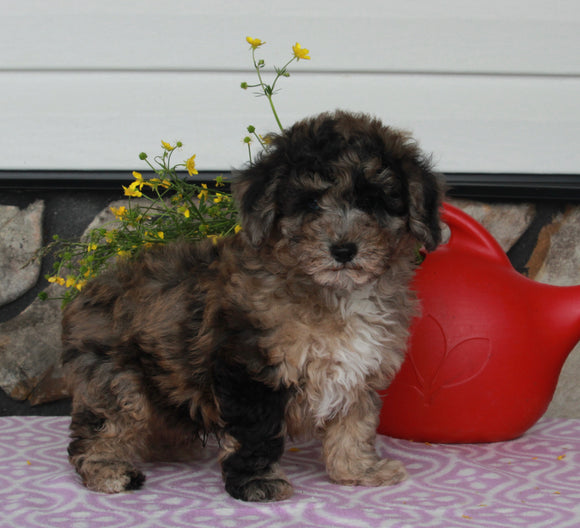 ACA Registered Mini Poodle For Sale Sugarcreek OH Male-Kenny