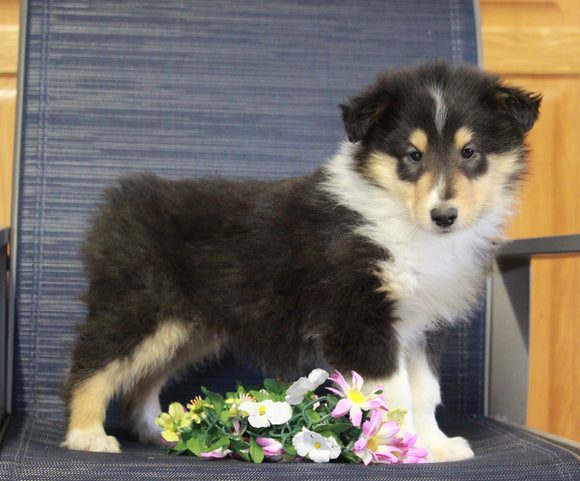 AKC Registered Collie (Lassie) For Sale Fredericksburg, OH Male- Les