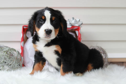 AKC Registered Bernese Mountain Dog For Sale Sugarcreek, OH Female- Noelle