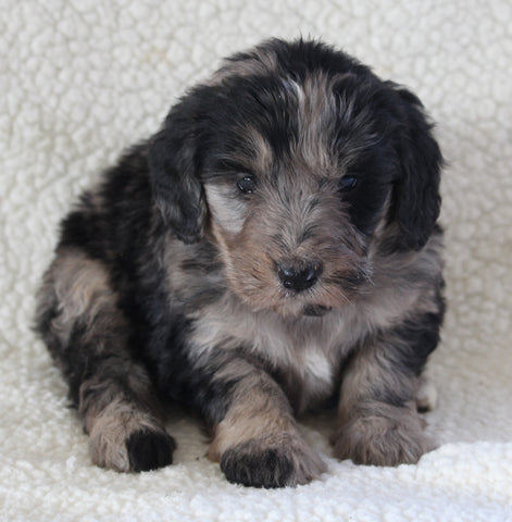 Bernedoodle For Sale Dundee OH Female-Annie