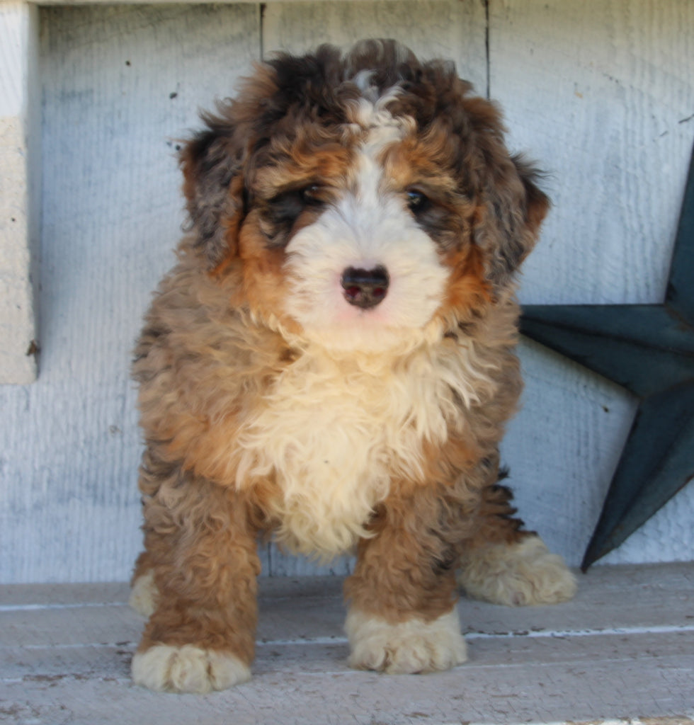 Mini Bernedoodle For Sale Millersburg OH Female-Bailey – AC Puppies LLC