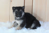 German Shepherd/ Siberian Husky Mix For Sale Millersburg, OH Male- Max