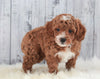 ICA Registered Miniature Poodle For Sale Dundee, OH Male- Parker