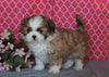 Shih Tzu For Sale Millersburg, OH Female- Carmel *House Trained*