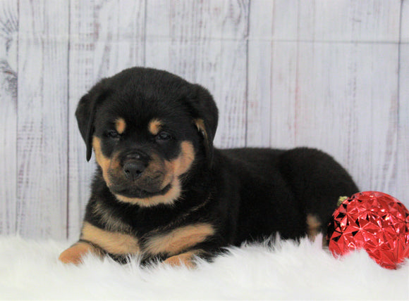 AKC Registered Rottweiler For Sale Holmesville, OH Male- Brock