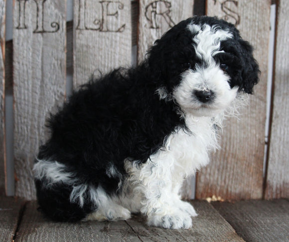 AKC Registered Moyen Poodle For Sale Wooster OH Male- Rex