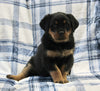 AKC Registered Rottweiler For Sale Shreve OH Female-Luna