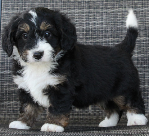 Mini Bernedoodle For Sale Mt Hope OH Male-Charger