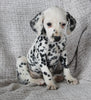 AKC Registered Dalmatian For Sale Wooster OH Female-Ada