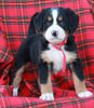 AKC Registered Bernese Mountain Dog For Sale Sugarcreek OH Male- Alexander