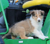 AKC Registered Collie Lassie For Sale Fredericksburg OH Male-Hunter